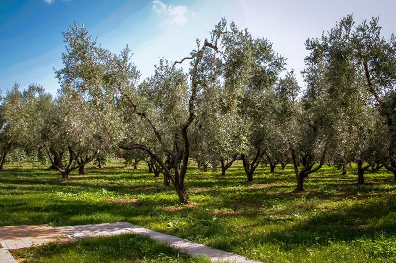 Borgo Rurale San Giusto Guest House Castagneto Carducci Exterior photo